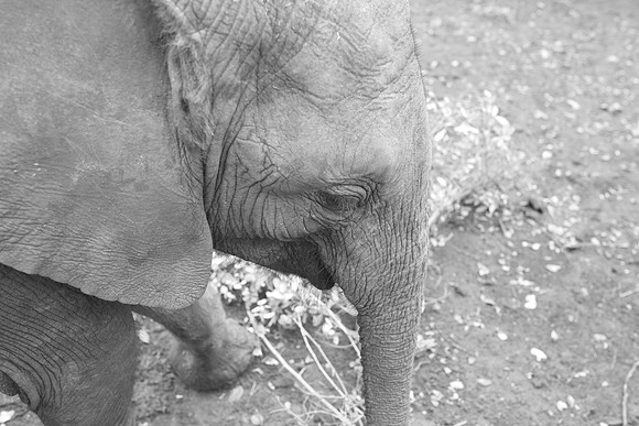 Orphan elephant (c. 2 years old) ...