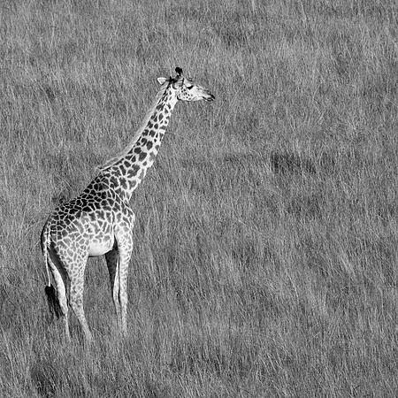Giraffe, Maasai Mara National Reserve, 5/2025.
