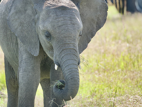 Elephant, Maasai Mara National Reserve, 5/2025.