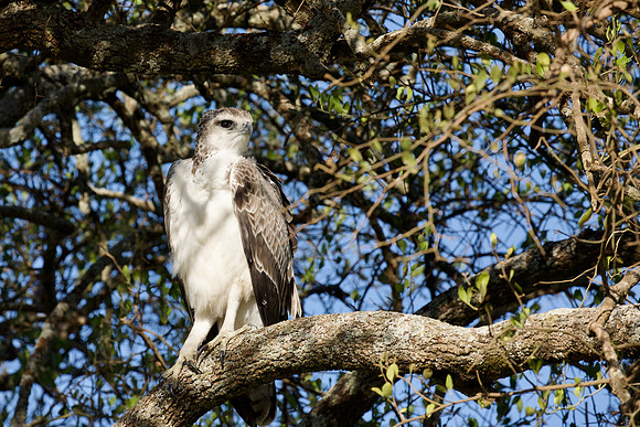 Eagle, Maasai Mara National Reserve, 5/2025.