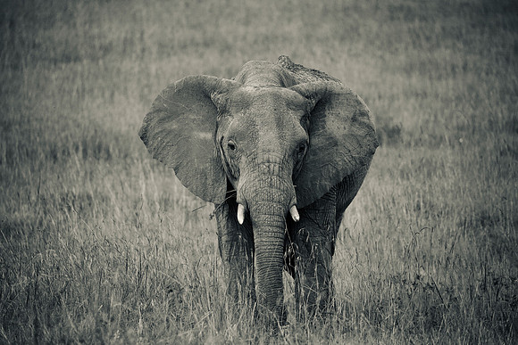 Elephant, Maasai Mara National Reserve, 5/2025.
