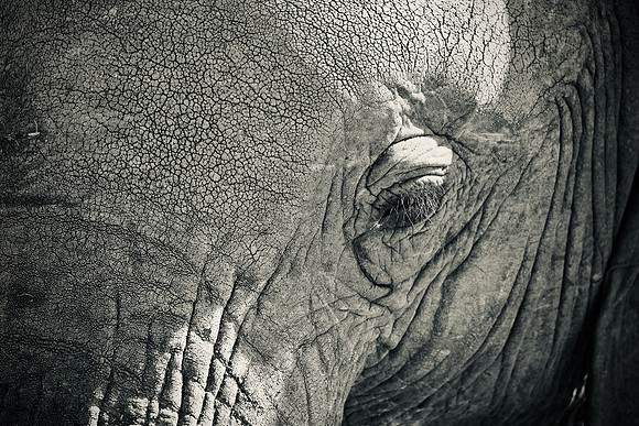 Elephant, Maasai Mara National Reserve, 5/2025.