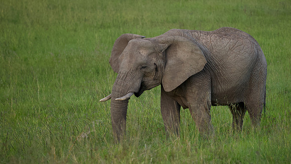 Elephant, Maasai Mara National Reserve, 5/2025.