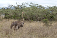 Ostrich ...