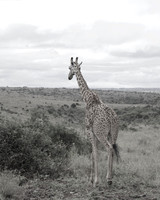 Giraffe ...