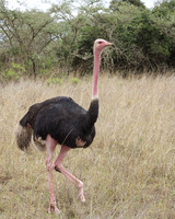 Ostrich ...