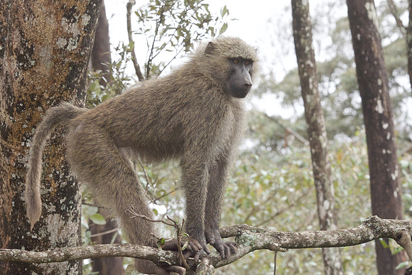 Baboon ...