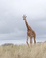 Giraffe ...