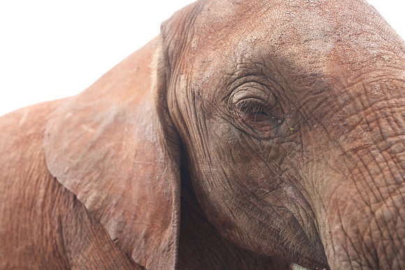 Orphan elephant ....