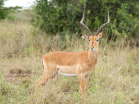 Gazelle ...