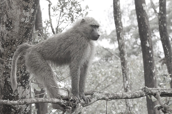 Baboon ...