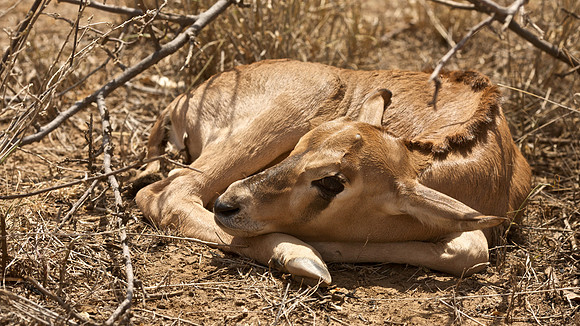 East African Oryx