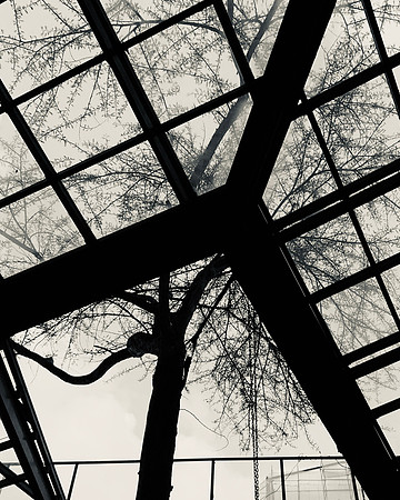 Thorn tree (3rd generation) ... Hotel Stanley ...