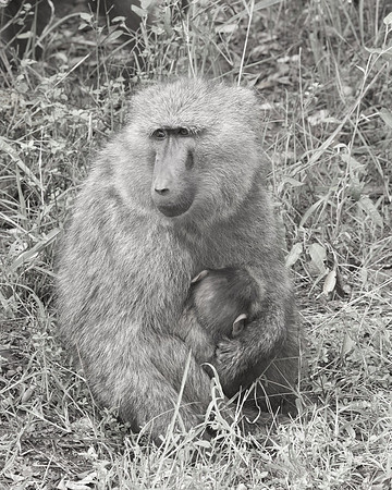 Baboon and infant ...