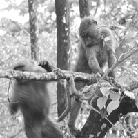 Two baboons ...