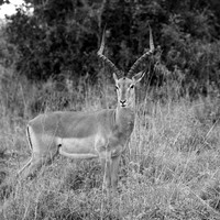 Gazelle ...