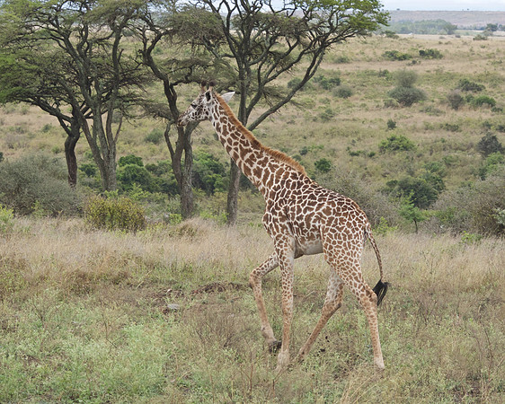 Giraffe (full color) ...