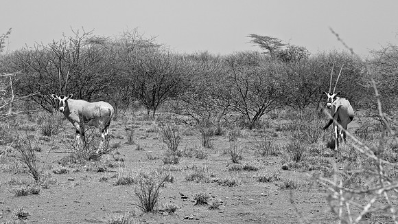 East African Oryx
