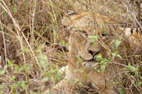 Simba (about 7 meters) ...
