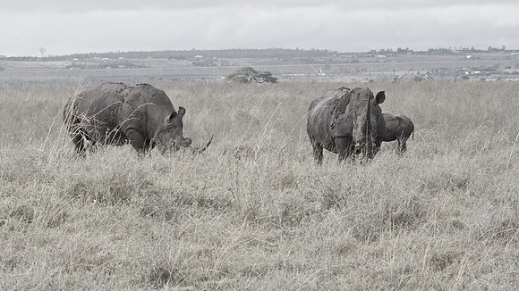 Black rhinos (highly endangered) ...
