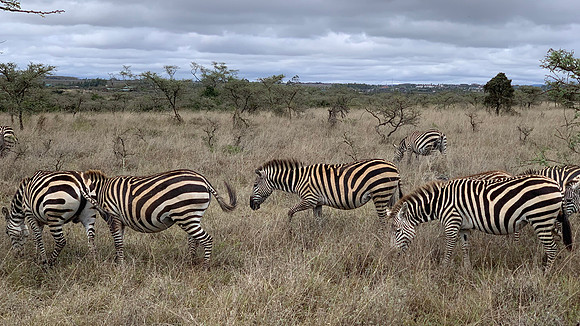 Zebra ...