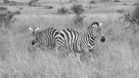 Zebra ...