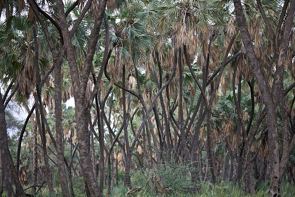 Jungle, Volcanic Basin, Afar