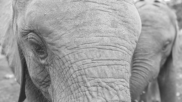 Baby orphan elephants ...