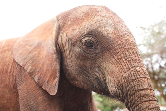Baby el (true color, tinted by local clay/mud) ...