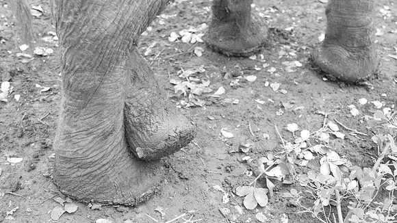 Four feet ...