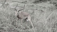 Gazelle ...