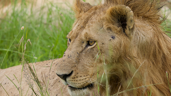 Simba, Maasai Mara National Reserve,; 5/2025.