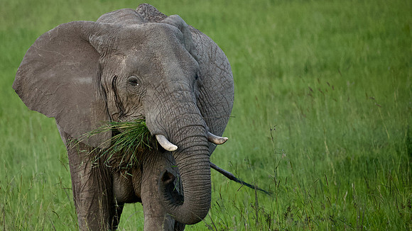 Elephant, Maasai Mara National Reserve, 5/2025.