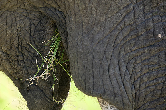 Elephant, Maasai Mara National Reserve, 5/2025.