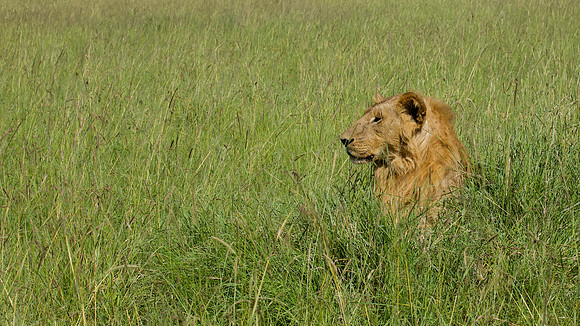 Simba, Maasai Mara National Reserve, 5/2025.