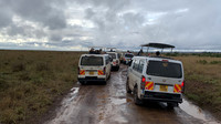 Safari vans stopped to observe lions ...