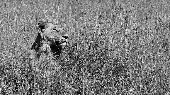 Simba, Maasai Mara National Reserve, 5/2025.
