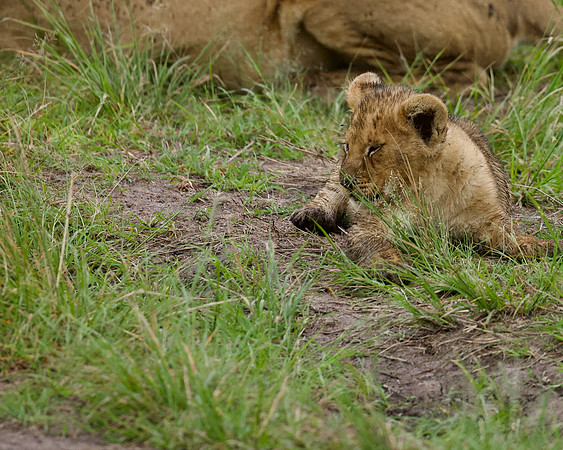 Simba cub, Maasai Mara National Reserve,; 5/2025.