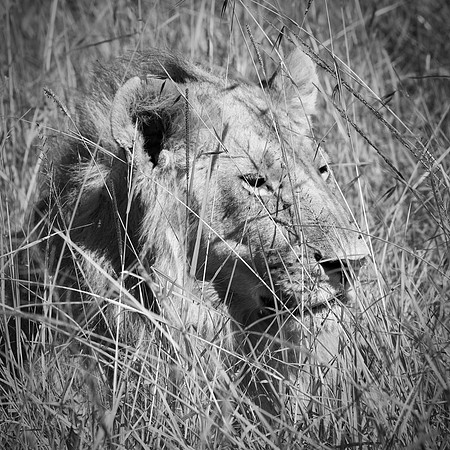 Simba, Maasai Mara National Reserve, 5/2025.