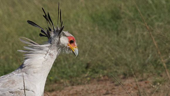 Lovely, Maasai Mara National Reserve, 5/2025.
