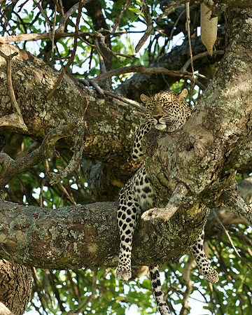 Leopard after kill, Massai Mara National Reserve, 5/2025.