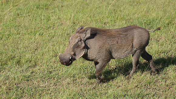 Warthog -- Lion King co-star -- Maasai Mara National Reserve, 5/2025.