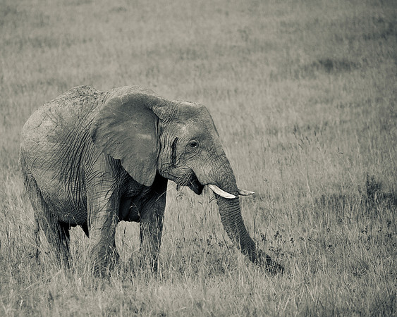 Elephant, Maasai Mara National Reserve, 5/2025.