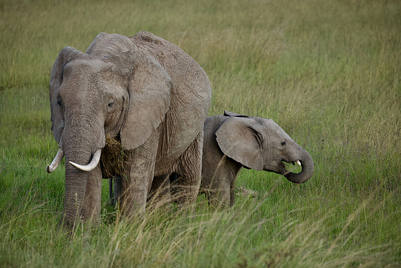 Elephant, mother and child, Maasai Mara National Reserve, 5/2025.