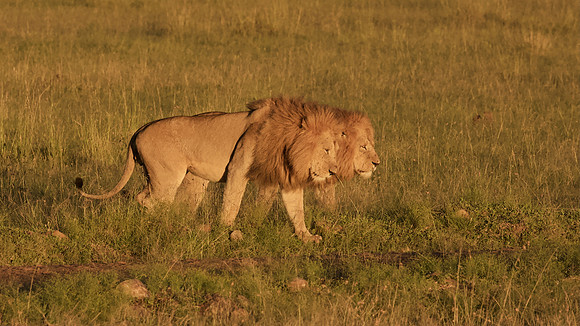 Simba, two males, Maasai Mara National Reserve, 5/2025.