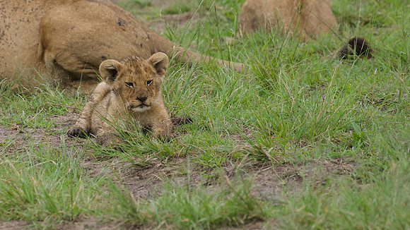 Simba cub, Maasai Mara National Reserve,; 5/2025.