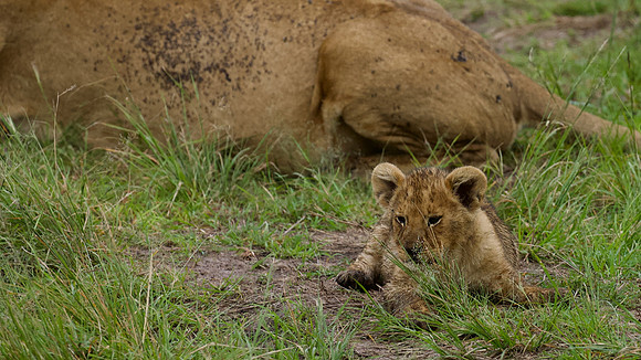 Simba cub, Maasai Mara National Reserve,; 5/2025.
