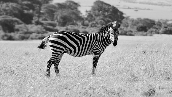 Zebra, Maasai Mara National Reserve, 5/2025.