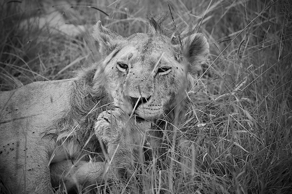 Simba, Maasai Mara National Reserve,; 5/2025.