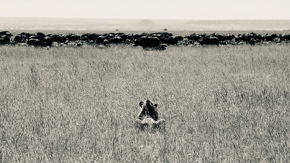 Simba, prospecting Cape buffalo, Maasai Mara National Reserve, 5/2025.
